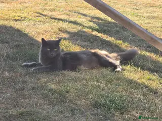 Nebelung cats Beautiful Female Cat - Advert 11