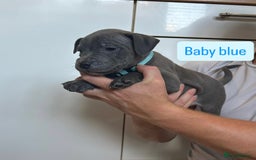 Staffordshire Bull Terrier dogs for sale: 3 blue Staffordshire bull terriers males  - Image 8
