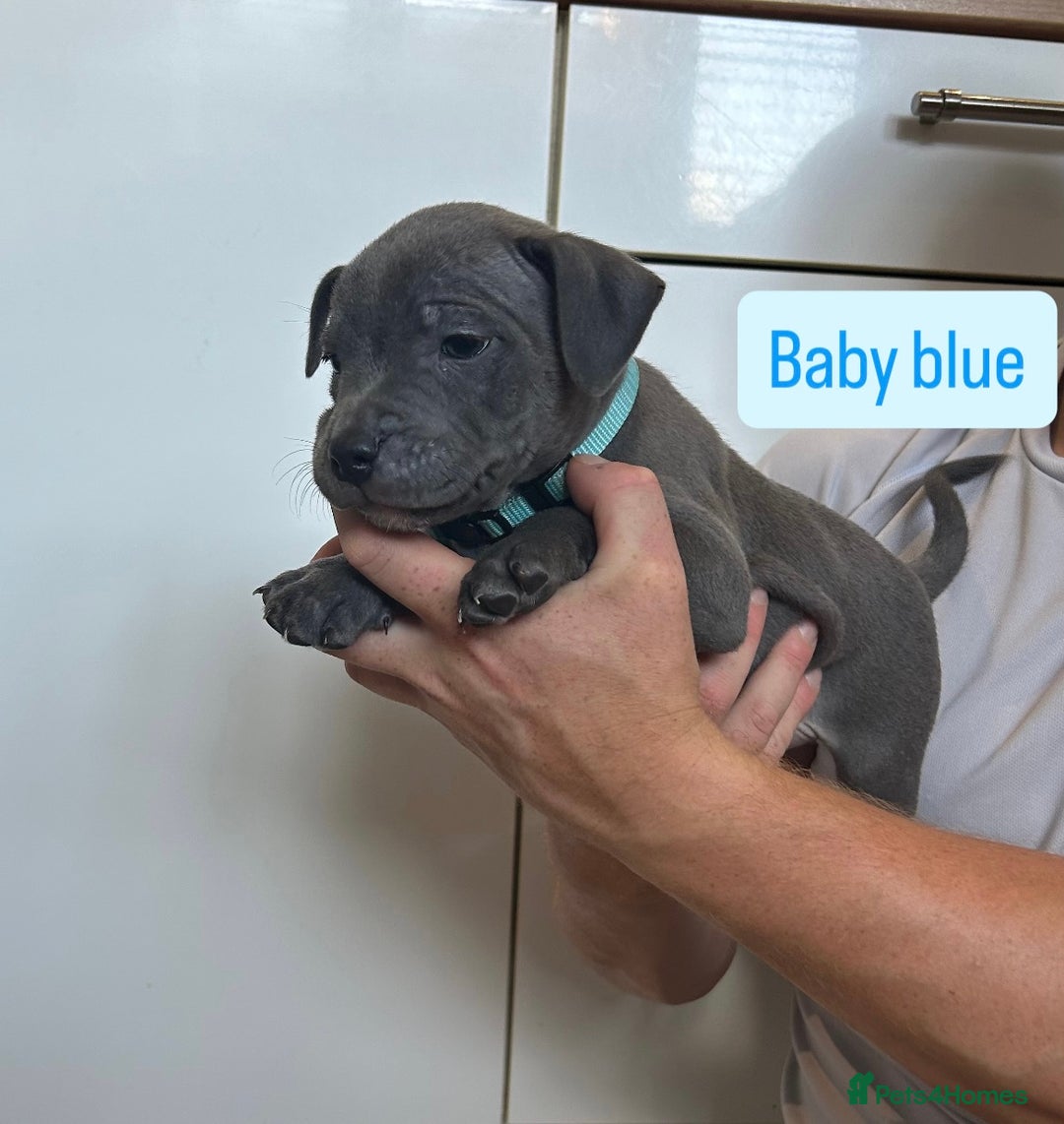 Staffordshire Bull Terrier dogs for sale: 3 blue Staffordshire bull terriers males  - Image 8