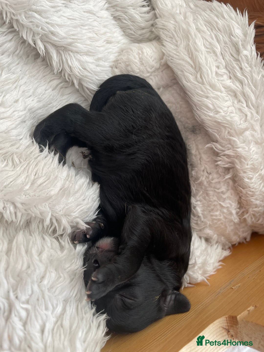 Cavapoo dogs for sale: BEAUTIFUL adorable Toy Cavapoos! - Image 6