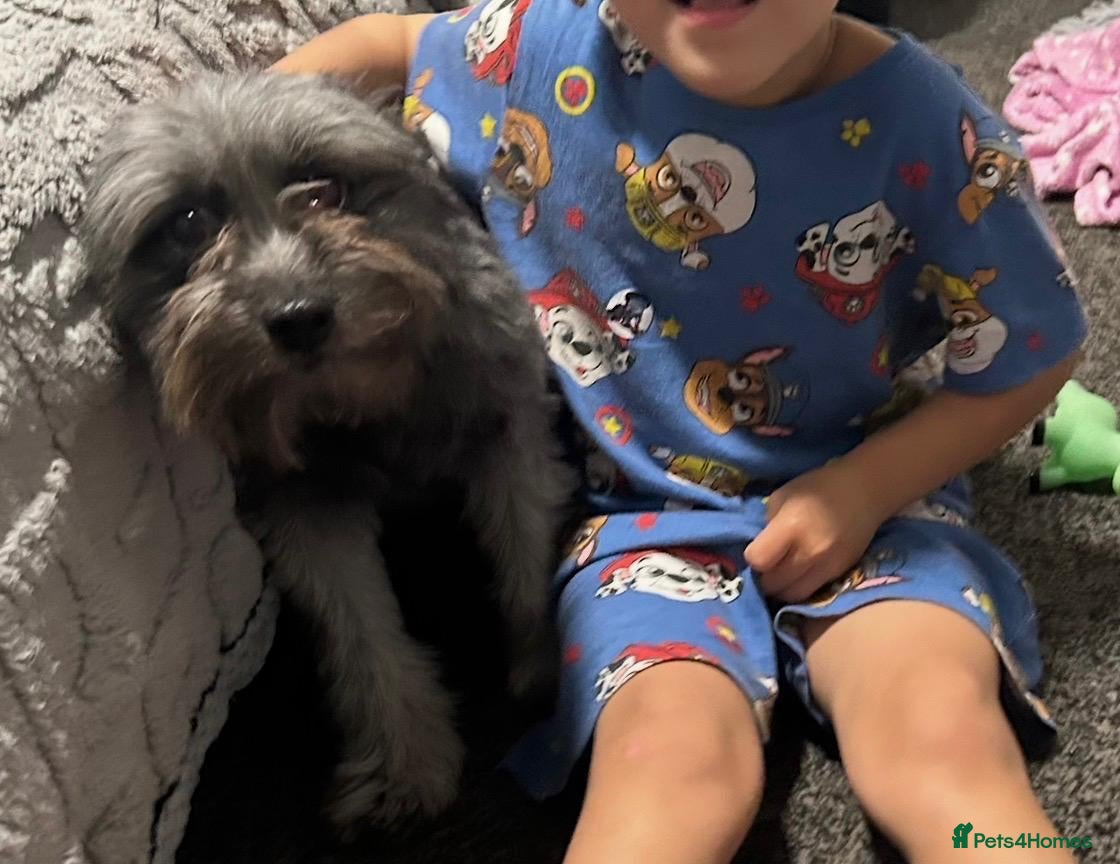 Mixed Breed dogs 2 year old female terrier looking for new home - Advert 7