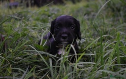 Sprocker dogs for sale: READY NOW F1 sprocker spaniels ready next week.  - Image 18
