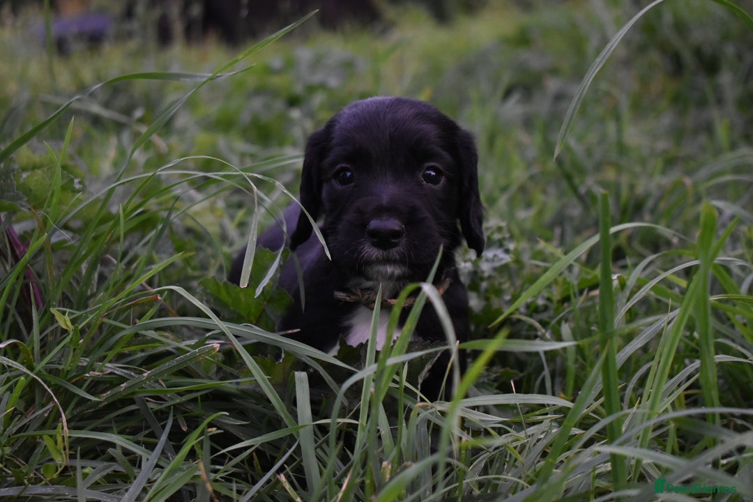 Sprocker dogs for sale: READY NOW F1 sprocker spaniels ready next week.  - Image 18