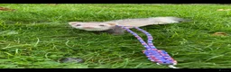 Ferret rodents for sale: (STILL AVALIABLE) Two hobs for rehoming. - Advert 10