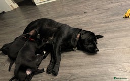 Mixed Breed dogs for sale: Labrador/German Shepherd  - Image 7