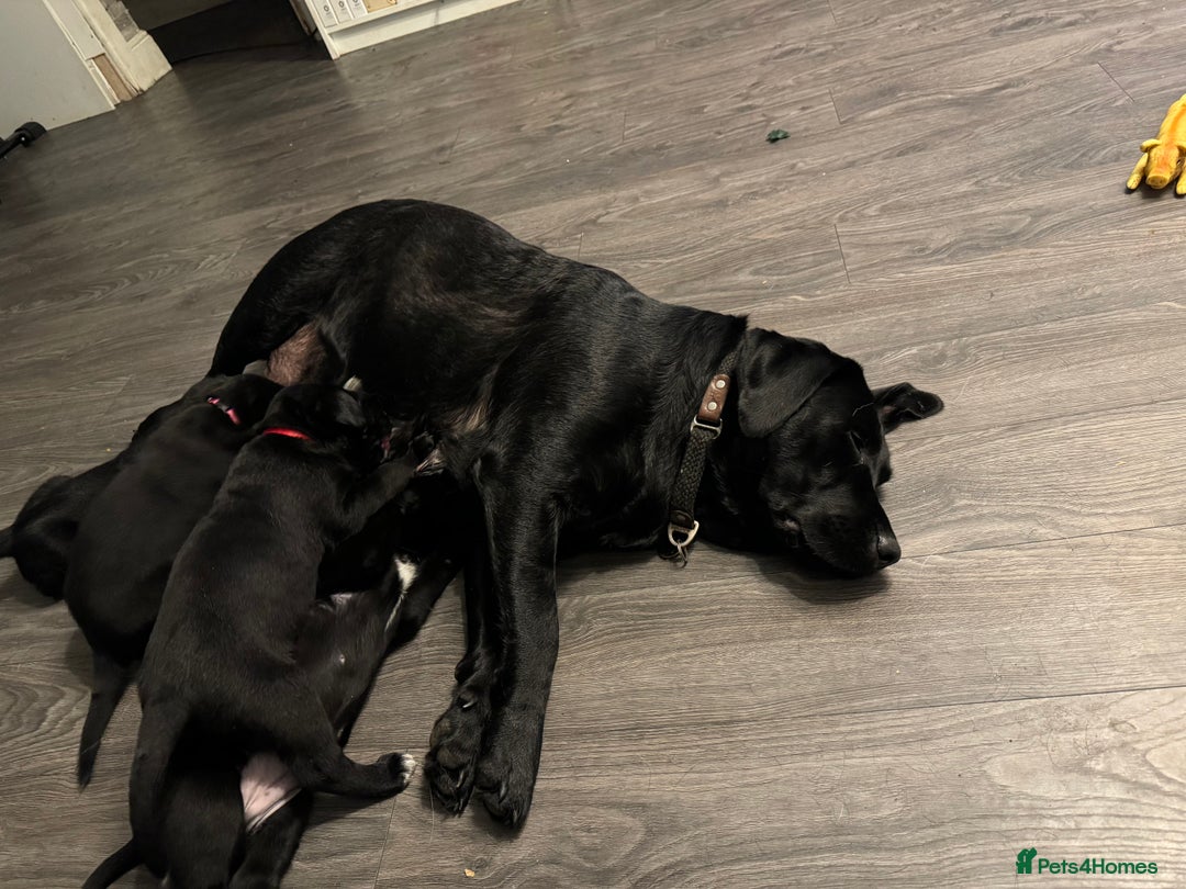 Mixed Breed dogs for sale: Labrador/German Shepherd  - Image 7