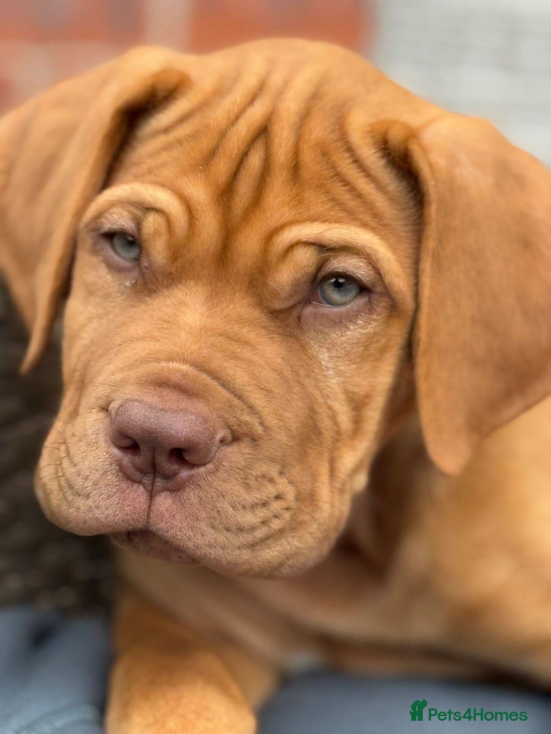 Dogue De Bordeaux dogs for sale: Dogue de Bordeaux Puppy - 3 months old - Image 3