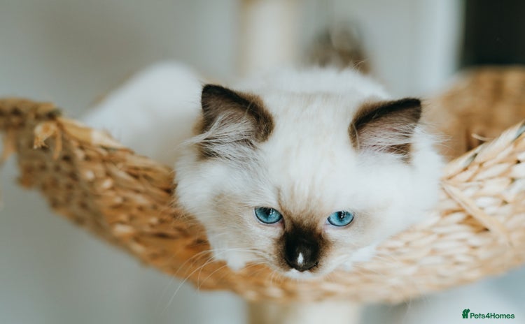 Ragdoll cats - Advert 2