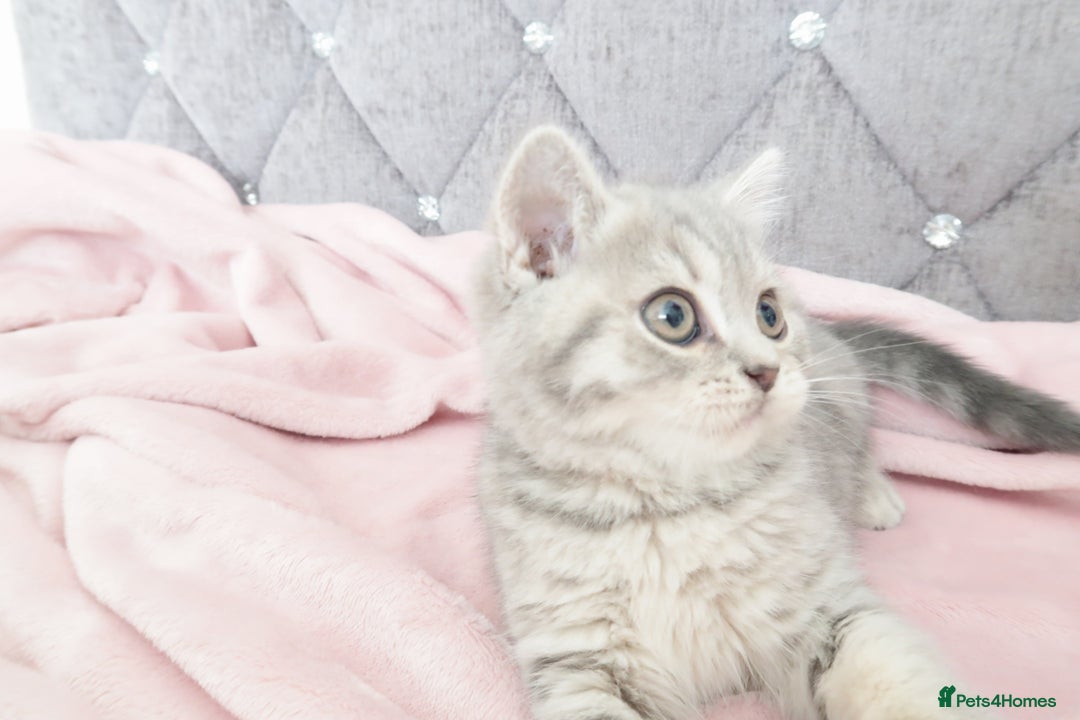 British Shorthair cats for sale: GCCF 💛 Sandy 💛 Pedigree British Shorthair Kitten - Advert 4