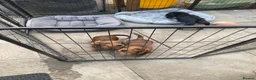Miniature Dachshund dogs for sale: 2 Miniature Dachshund - longhaired - Advert 5