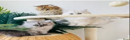 Persian cats for stud: ⭐️PERSIAN CHINCHILLA PEDIGREE PKD/FELV CLEAR STUD - Advert 9