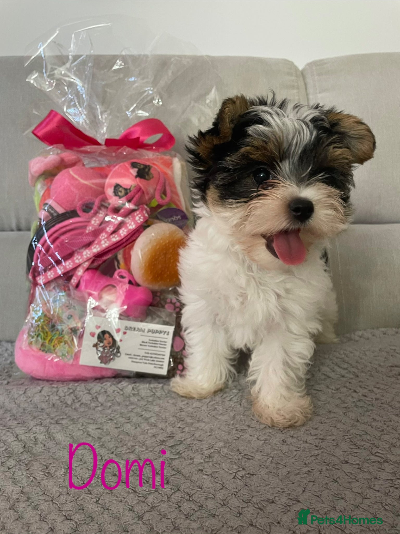 Yorkshire Terrier dogs Beautiful small Biewer Yorkshire Terrier Pedigree  - Advert 8