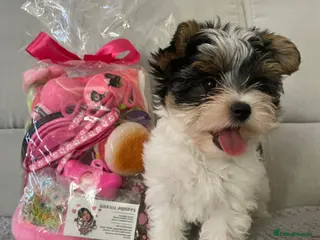 Yorkshire Terrier dogs Beautiful small Biewer Yorkshire Terrier Pedigree - Advert 4