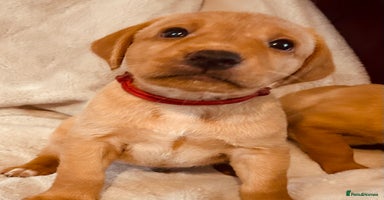 Labrador Retriever dogs - Advert 8