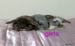 Mini Lop rabbits for sale: Gorgeous Fluffy Purebred Mini Lop bunnies - Image 2