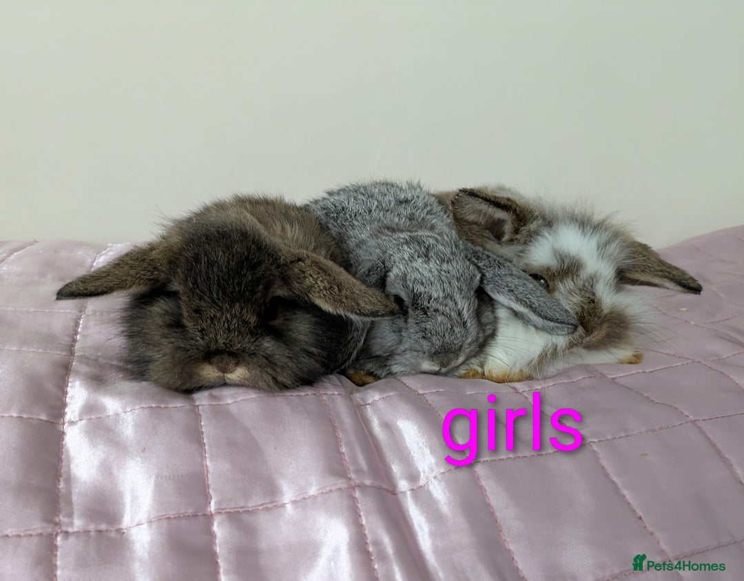 Mini Lop rabbits for sale: Gorgeous Fluffy Purebred Mini Lop bunnies - Image 2