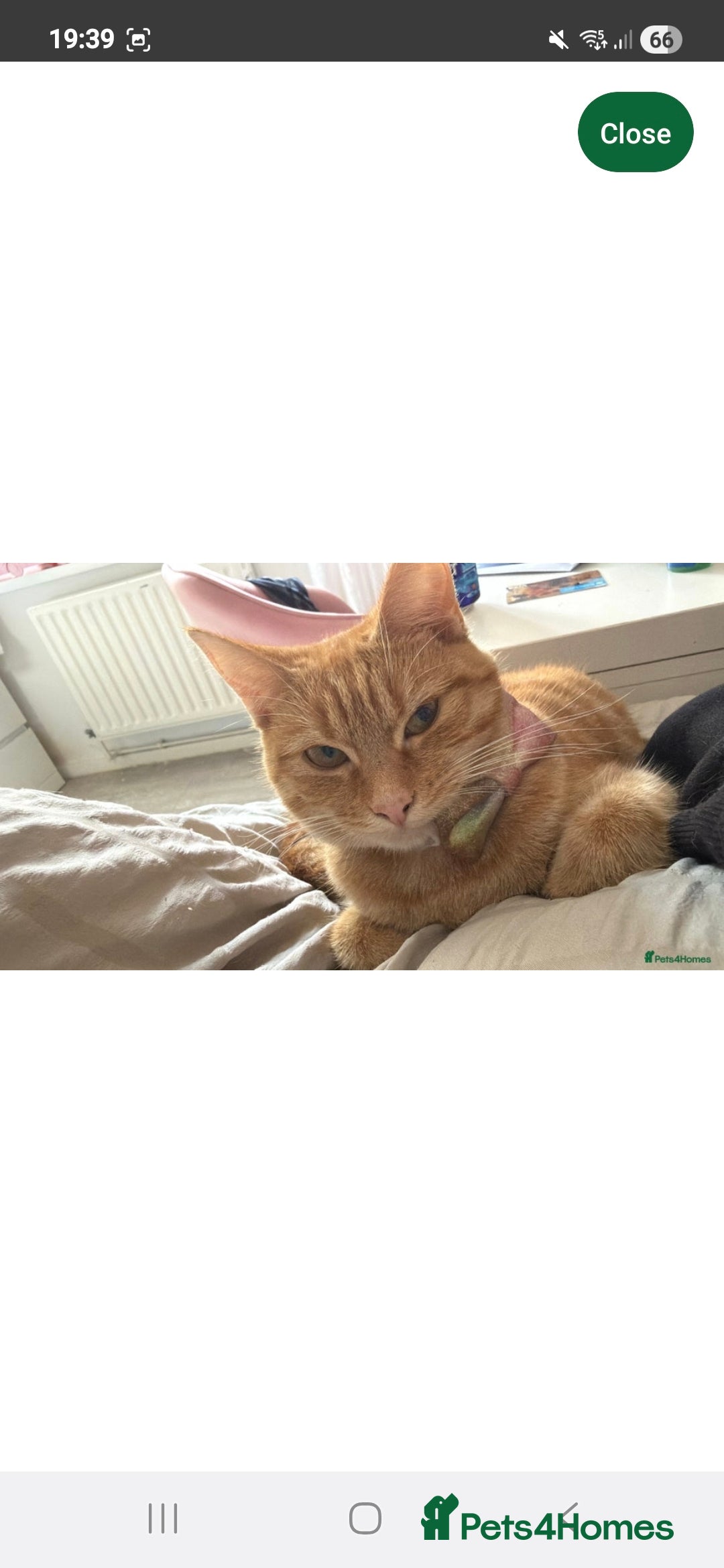 Domestic Shorthair cats for sale: Cindy - Advert 3