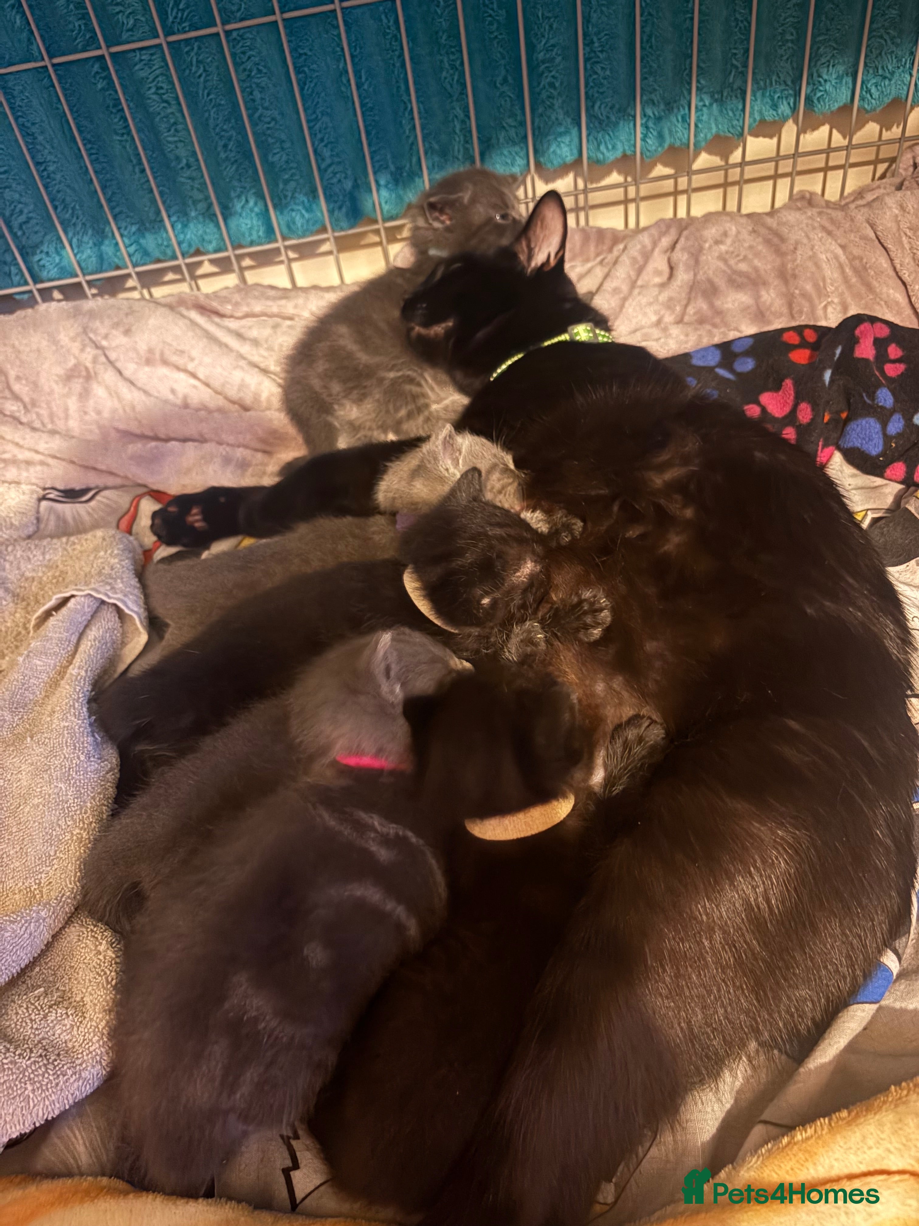 Mixed Breed cats For sale 3 boys 3 girls - Advert 2