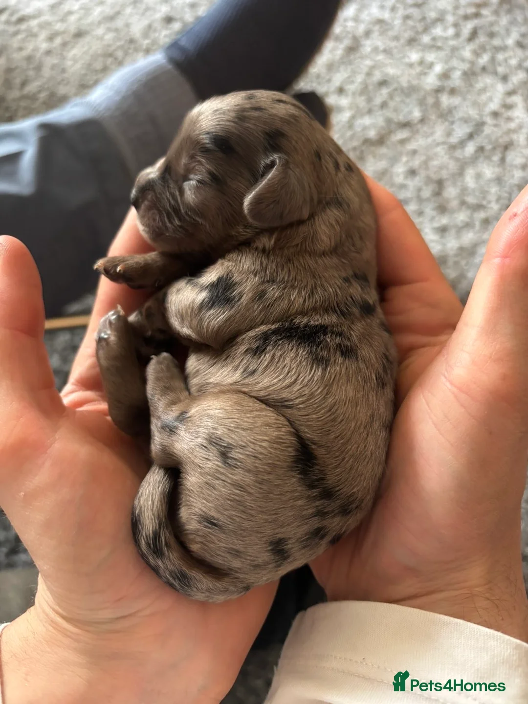 Cocker Spaniel dogs for sale: 7 stunning girl cocker spaniel puppies  in Stourport-on-Severn - Advert 2