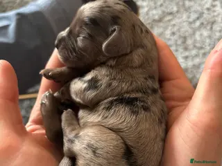 Cocker Spaniel dogs 7 stunning girl cocker spaniel puppies - Advert 4