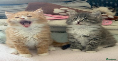 Ragdoll cats - Advert 1