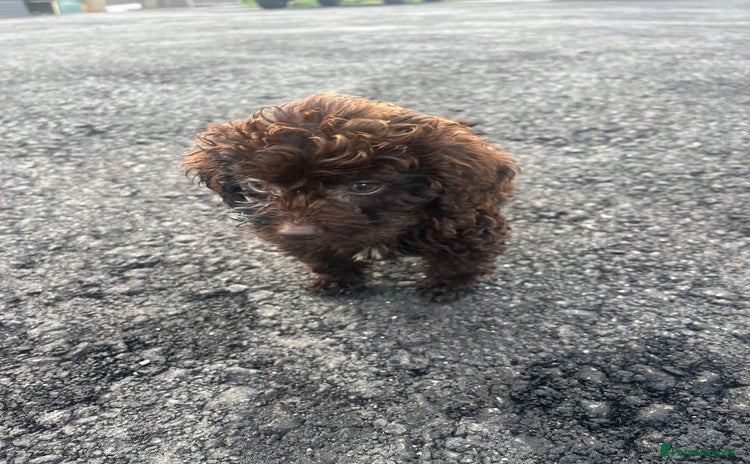 Cockapoo dogs - Advert 6