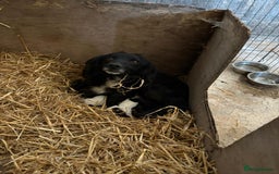 Mixed Breed dogs for sale: Male cocker-jack - Image 5