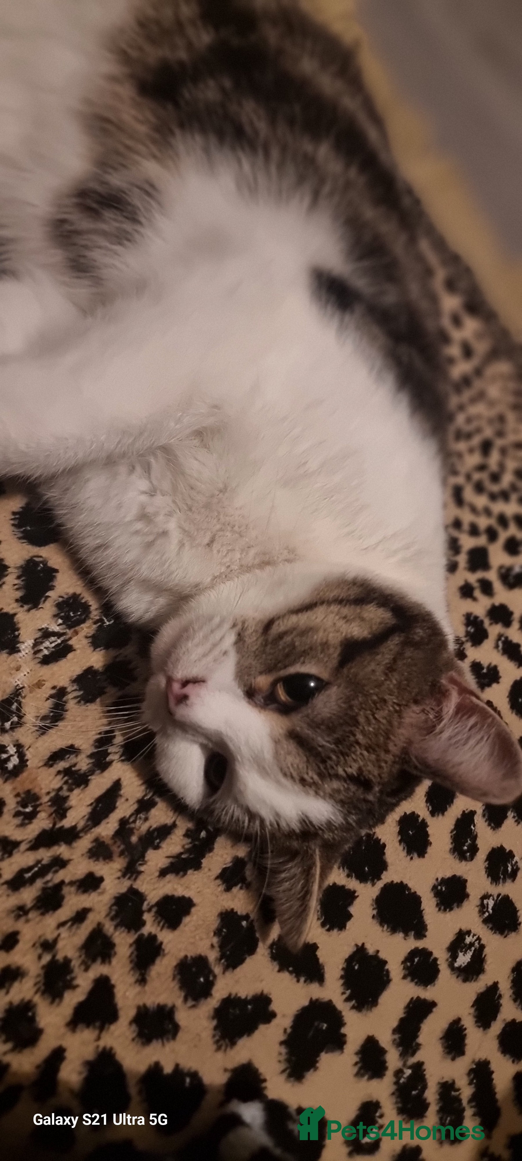 British Shorthair cats Patch is two years old soon - Advert 3