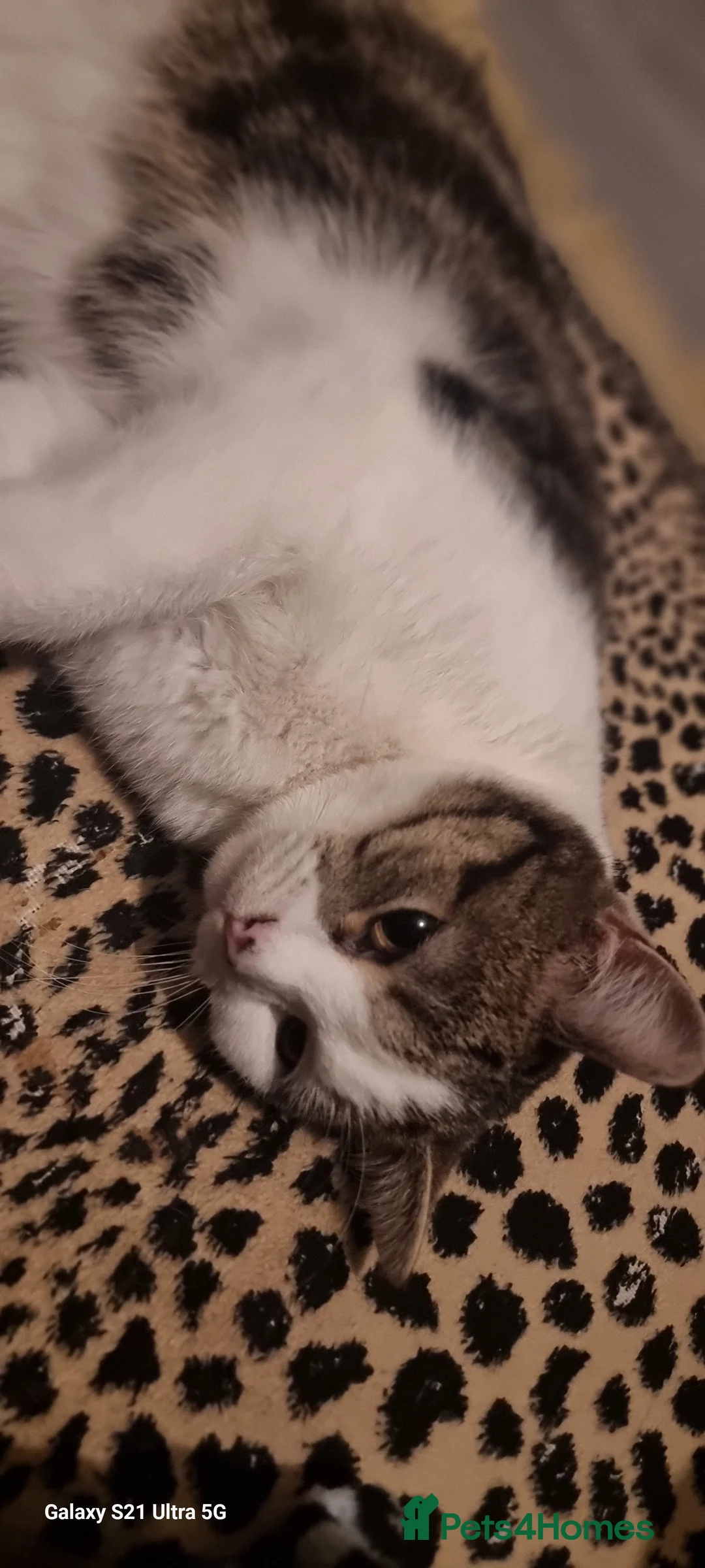 British Shorthair cats for sale: Patch is two years old soon - Advert 1