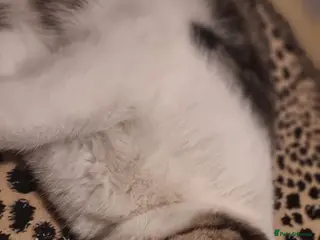 British Shorthair cats Patch is two years old soon - Advert 1