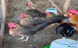 Chickens poultry for sale: Trio of brown leghorns  - Image 8
