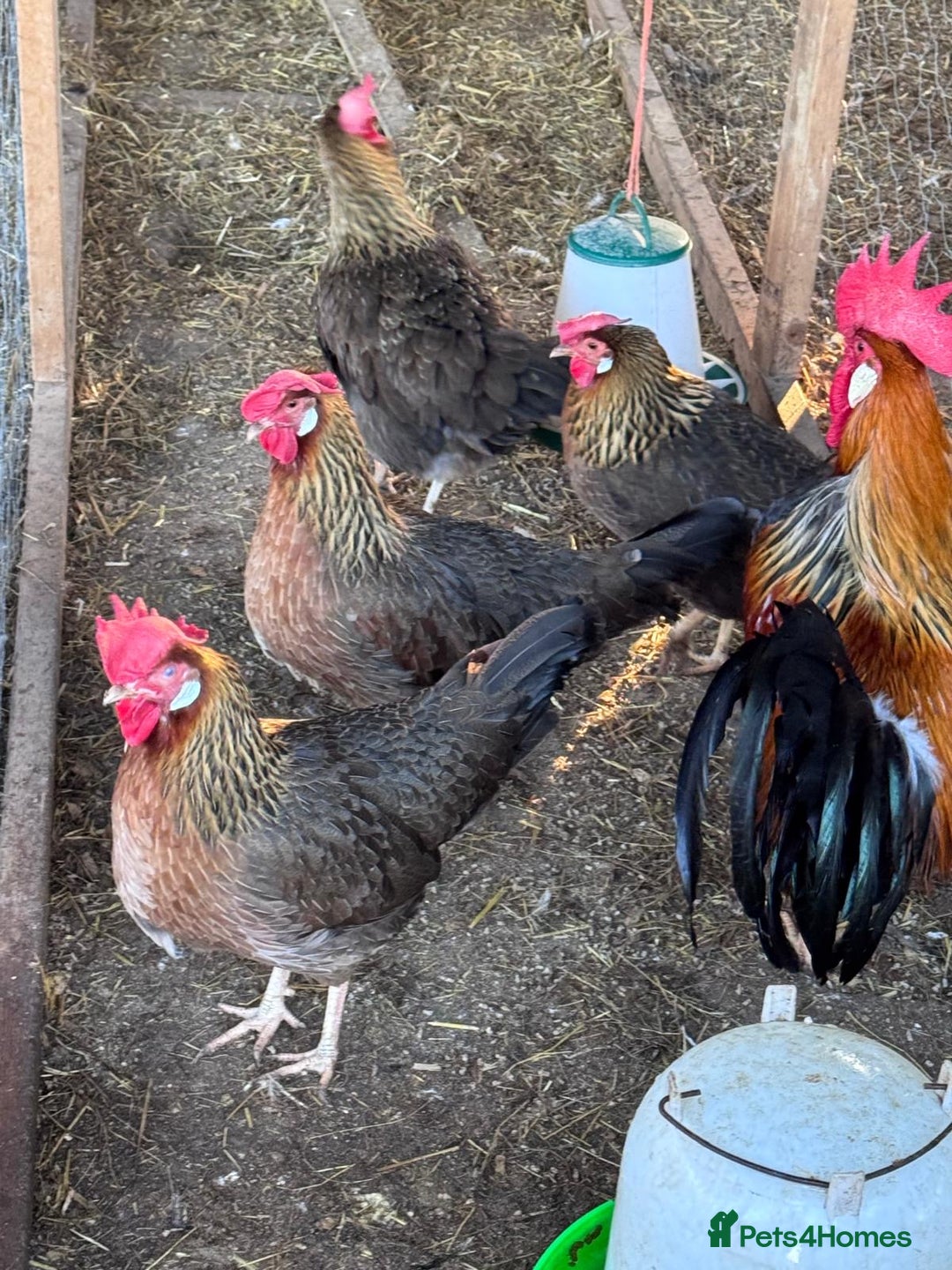 Chickens poultry for sale: Trio of brown leghorns  - Image 8