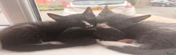 Mixed Breed cats for sale: Tabby black and white kitten with mustache - Advert 2