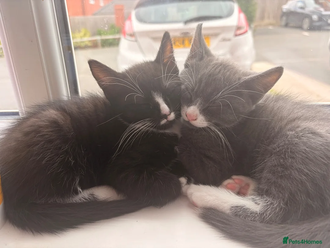 Mixed Breed cats for sale: Tabby black and white kitten with mustache - Advert 2