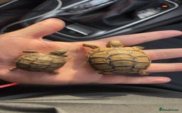 Tortoise reptiles for sale: Greek Tortoises - Image 3