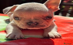 French Bulldog dogs for sale: Adorable French Bulldogs - Image 22