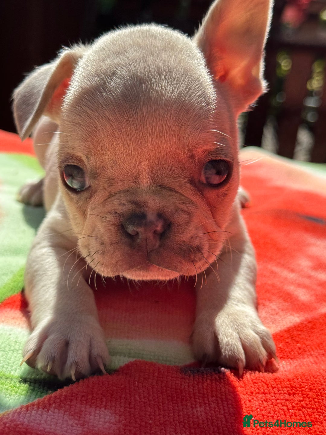 French Bulldog dogs for sale: Adorable French Bulldogs - Image 22