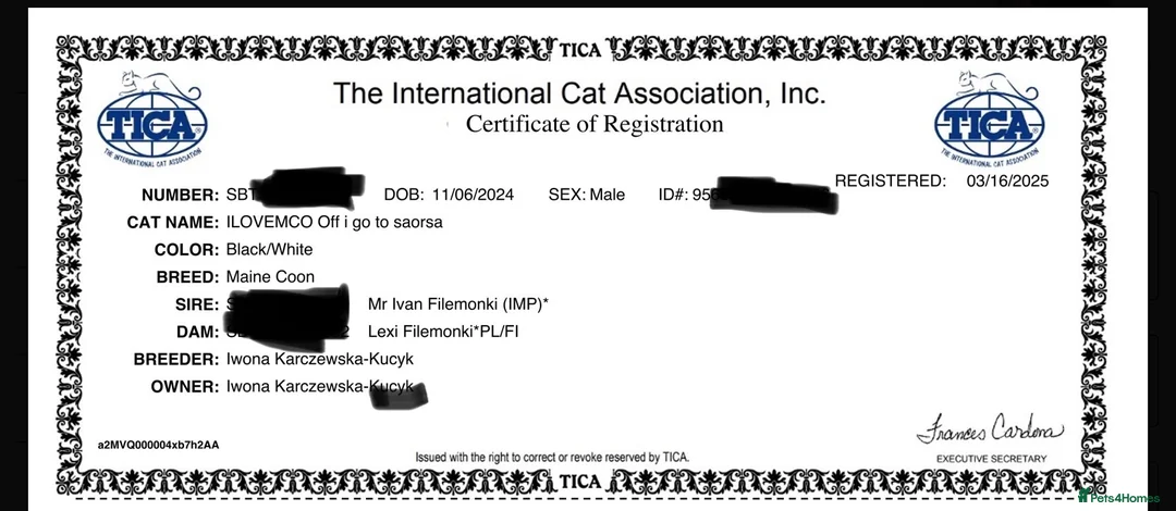 Maine Coon cats for sale: Maine Coon - Advert 2