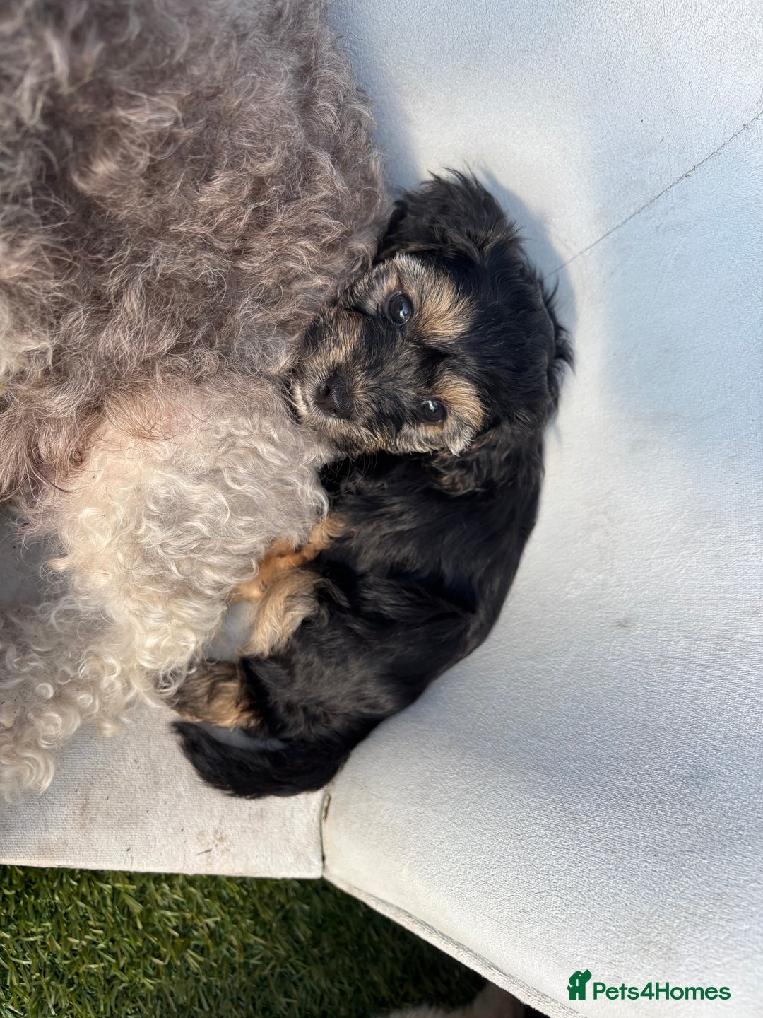 Mixed Breed dogs for sale: Shichon cross dachshund - Image 10