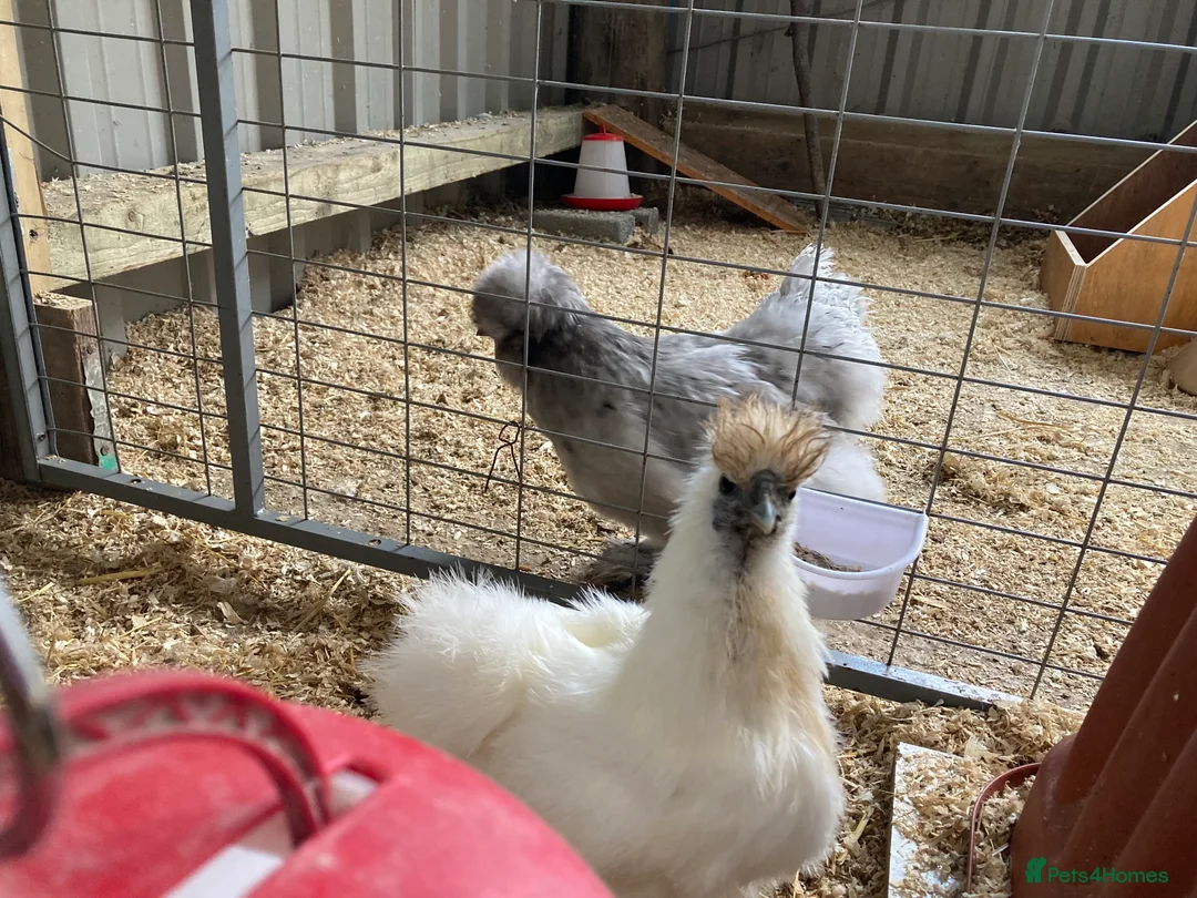 Chickens poultry for sale: Bearded Silkie Bantams - Advert 2