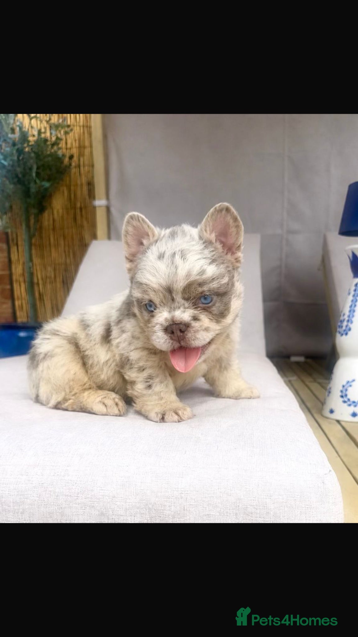French Bulldog dogs for sale: French bulldog - Advert 1