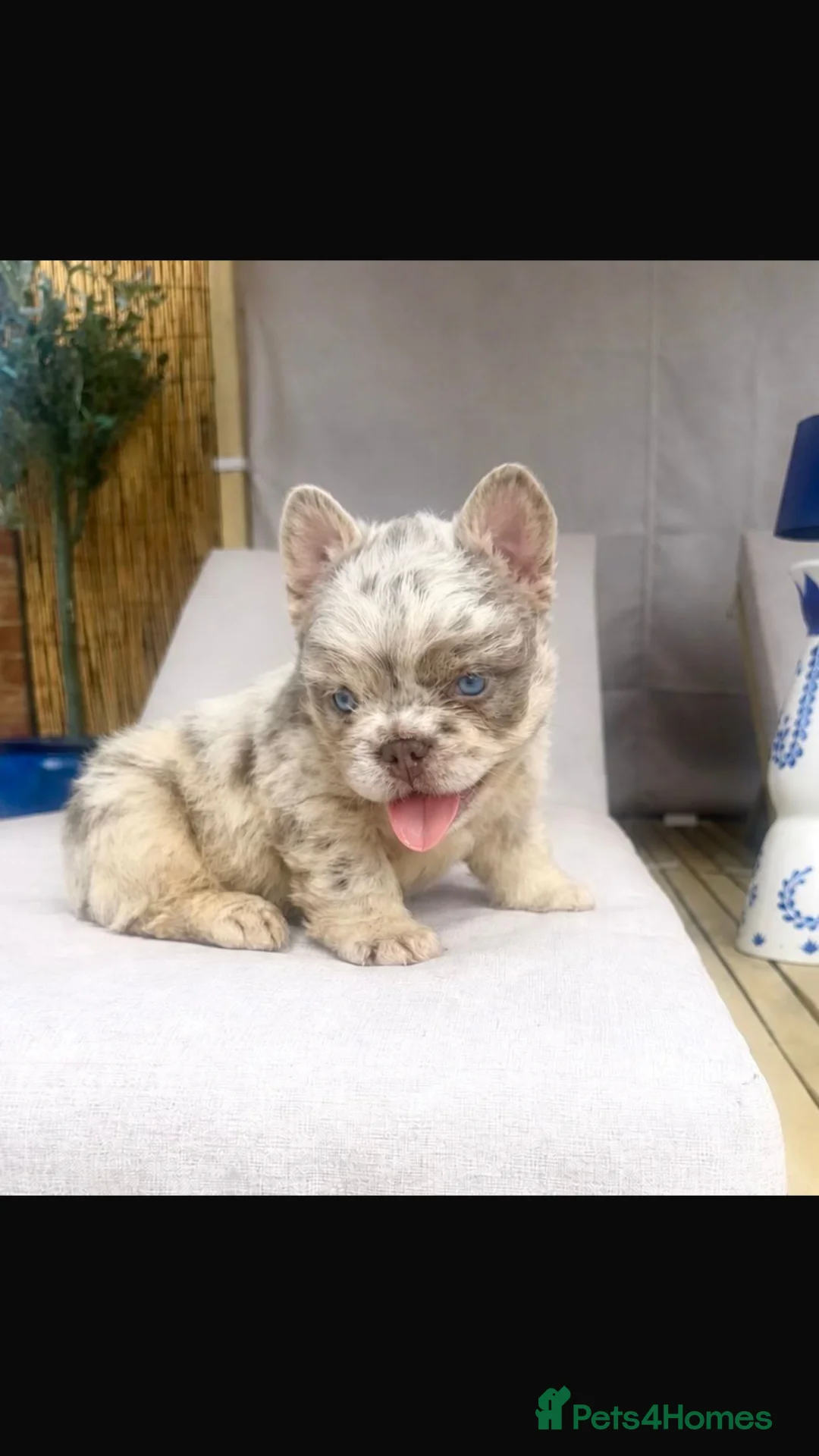 French Bulldog dogs for sale: French bulldog - Advert 1