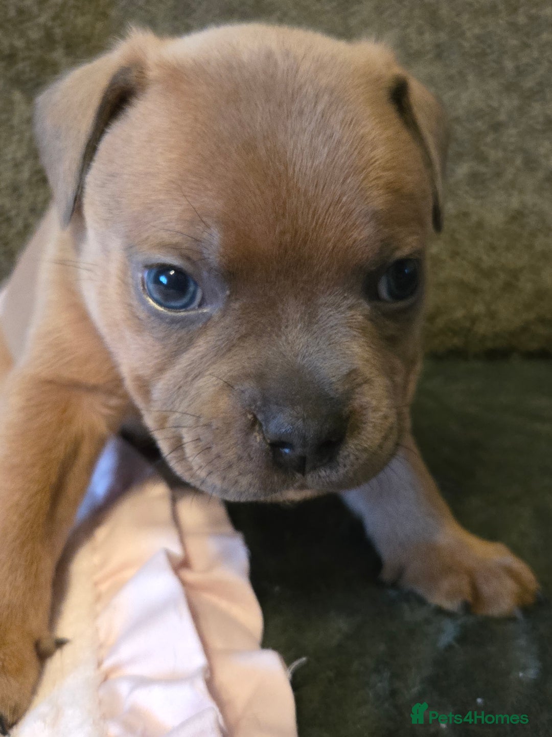 Staffordshire Bull Terrier dogs for sale: Red blue brindle Puppys Staffordshire bull terier  - Advert 11