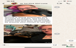 Rottweiler dogs for sale: 🏆(Kc)Champion bloodline Rottweiler puppies. - Image 28