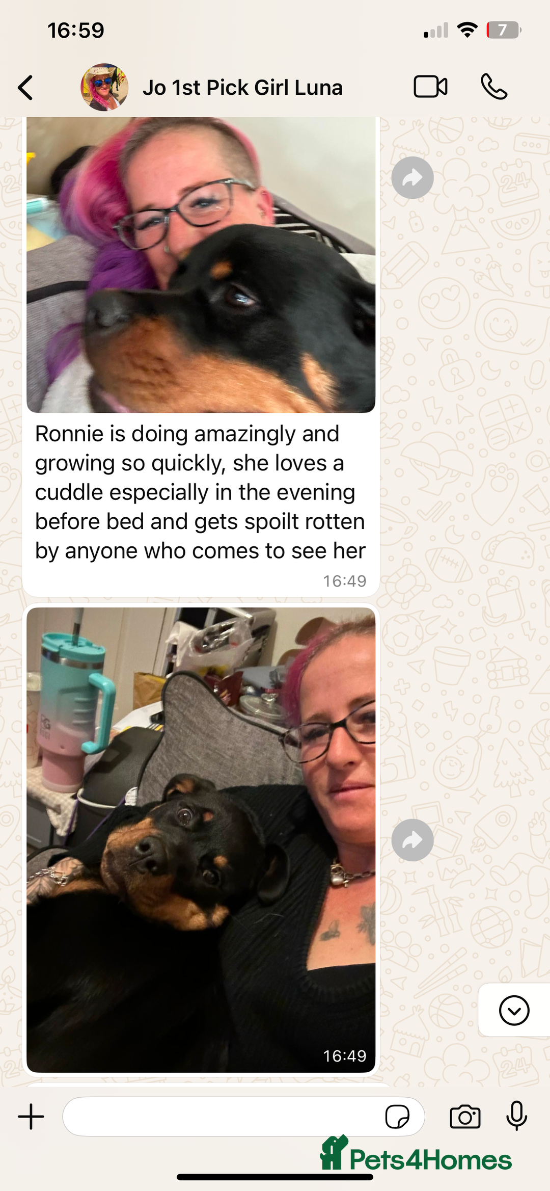 Rottweiler dogs for sale: 🏆(Kc)Champion bloodline Rottweiler puppies. - Image 28