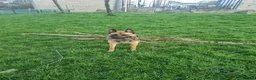 Mixed Breed dogs for sale: blaze - Advert 3