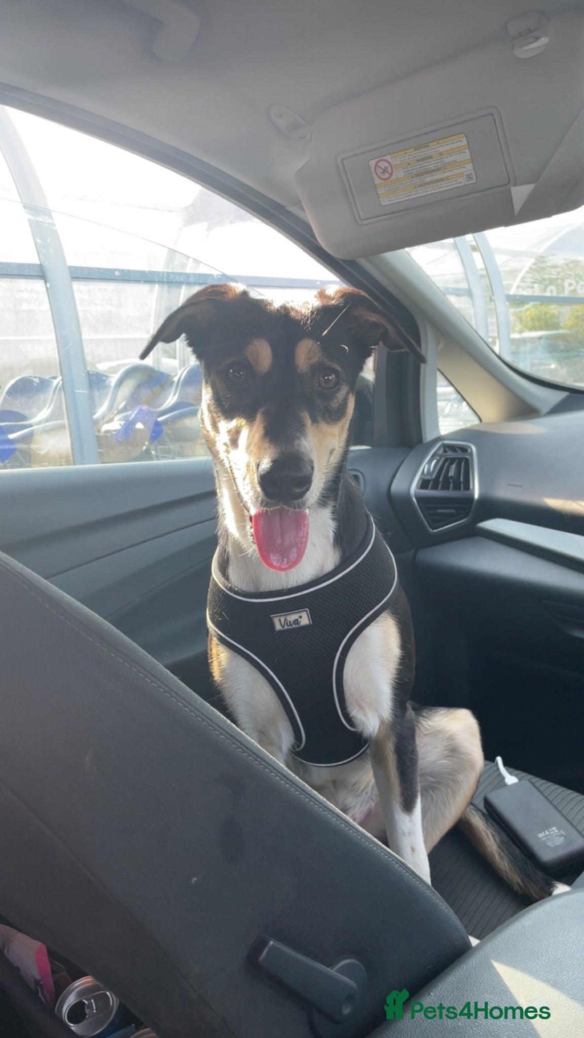 Mixed Breed dogs Rehoming - Advert 1