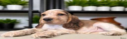 Cocker Spaniel dogs for sale: Sykehead cocker spaniel KC comprehensive health - Advert 18