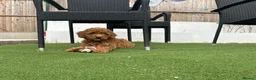 Cockapoo dogs for sale: Adorable F1BB Cockapoos - Advert 5