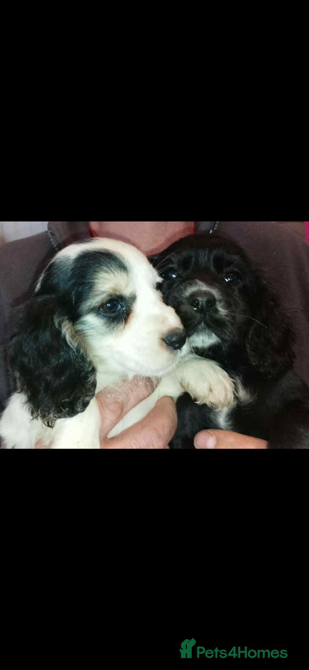 Cocker Spaniel dogs for sale: Adorable cocker spaniel puppy’s  - Image 5